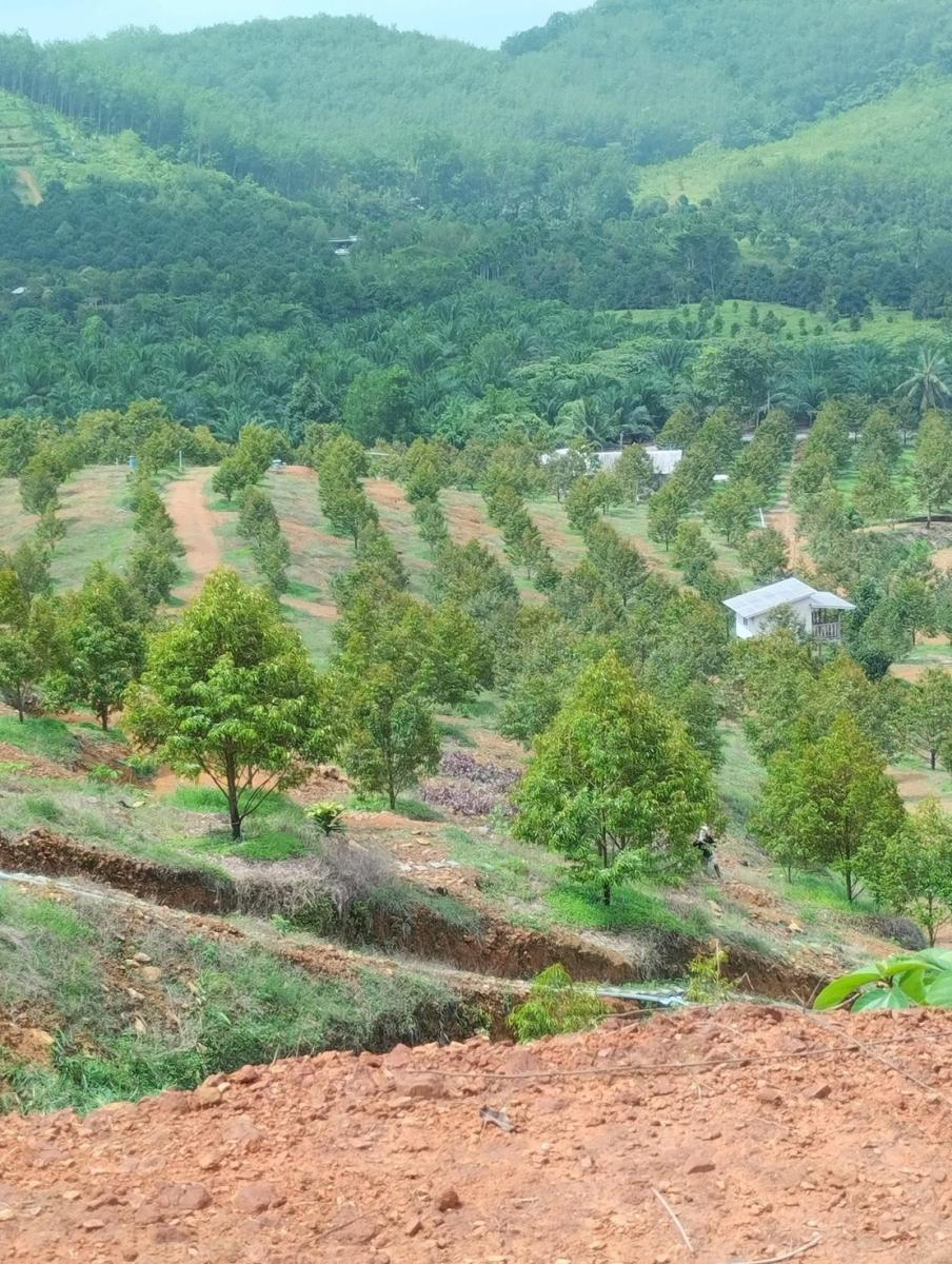 ขายสวนทุเรียน พร้อมเก็บผลผลิต อำเภอบ่อไร่ จังหวัดตราด เนื้อที่ 30 ไร่